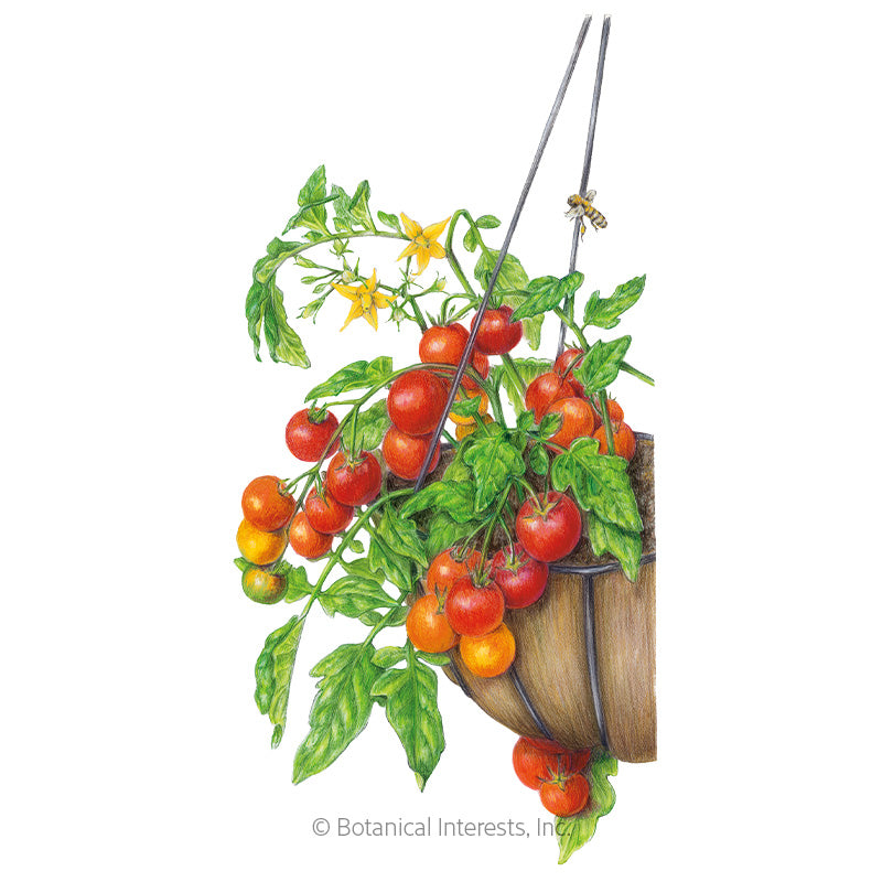 Tomato Cherry Cherry Falls Organic