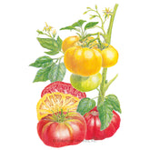 Tomato Pole Brandywine R/Y Organic