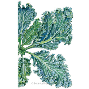Kale Dwarf Blue Curled Organic