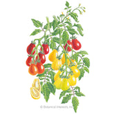 Tomato Cherry Red/Yellow Pear Organic