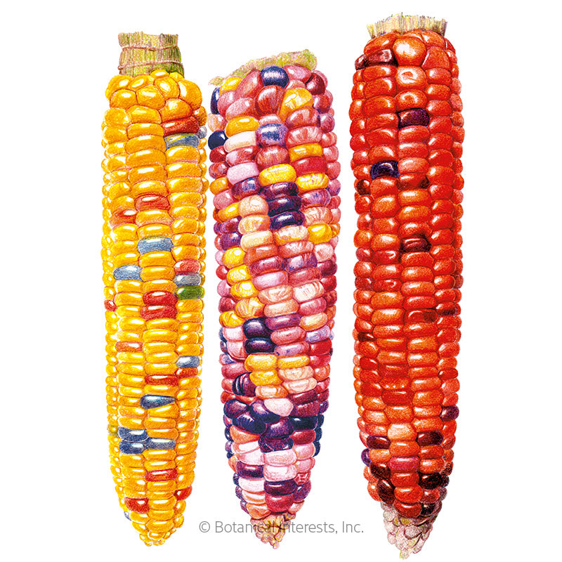 Corn Sweet (multicolor)	Painted Hill Organic