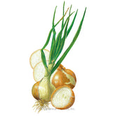 Onion Bulb (yellow) WallaWalla (LC) Org