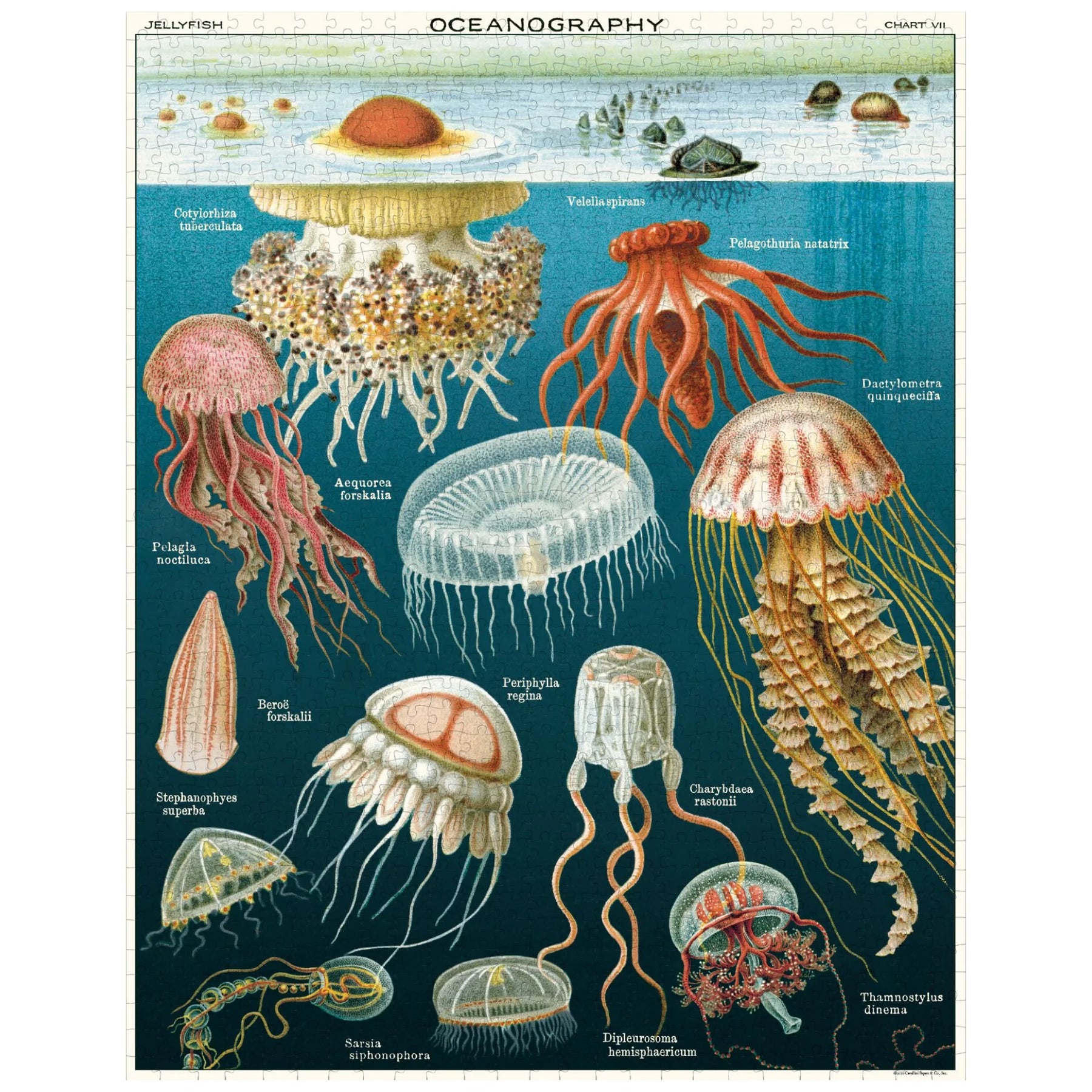 Cavallini & Co. - Puzzle Jellyfish