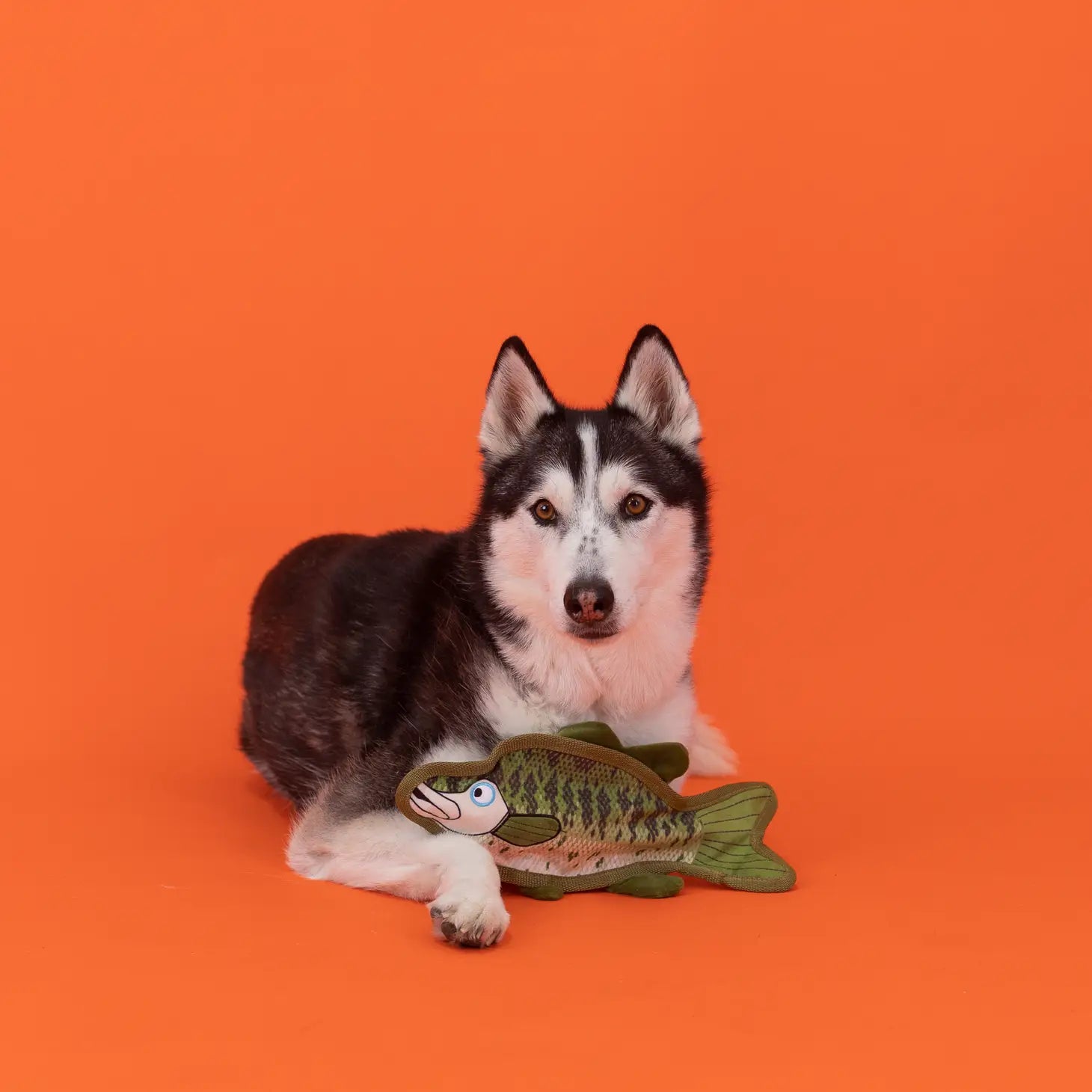 Dumb Bass Durable Dog Toy