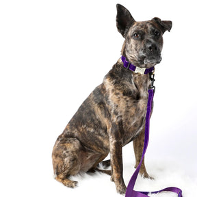 Mimi Green - Dog Collar Purple Velvet
