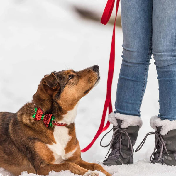 Reindeer Christmas Dog Collar with Blingy Décor