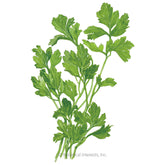 Parsley Flat Leaf Organic