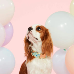 Foggy Dog - Dog Collar Confetti