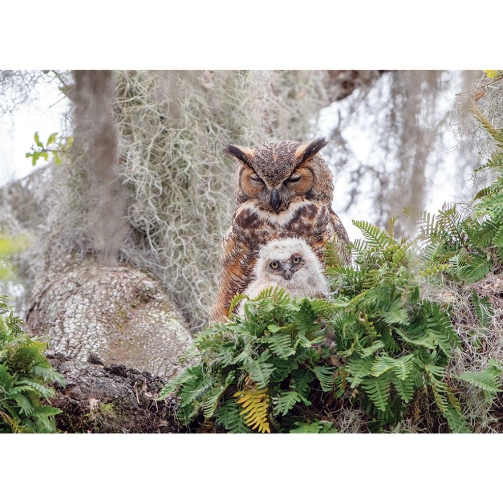 Puzzle: Great Horned Owl-Southern Agriculture