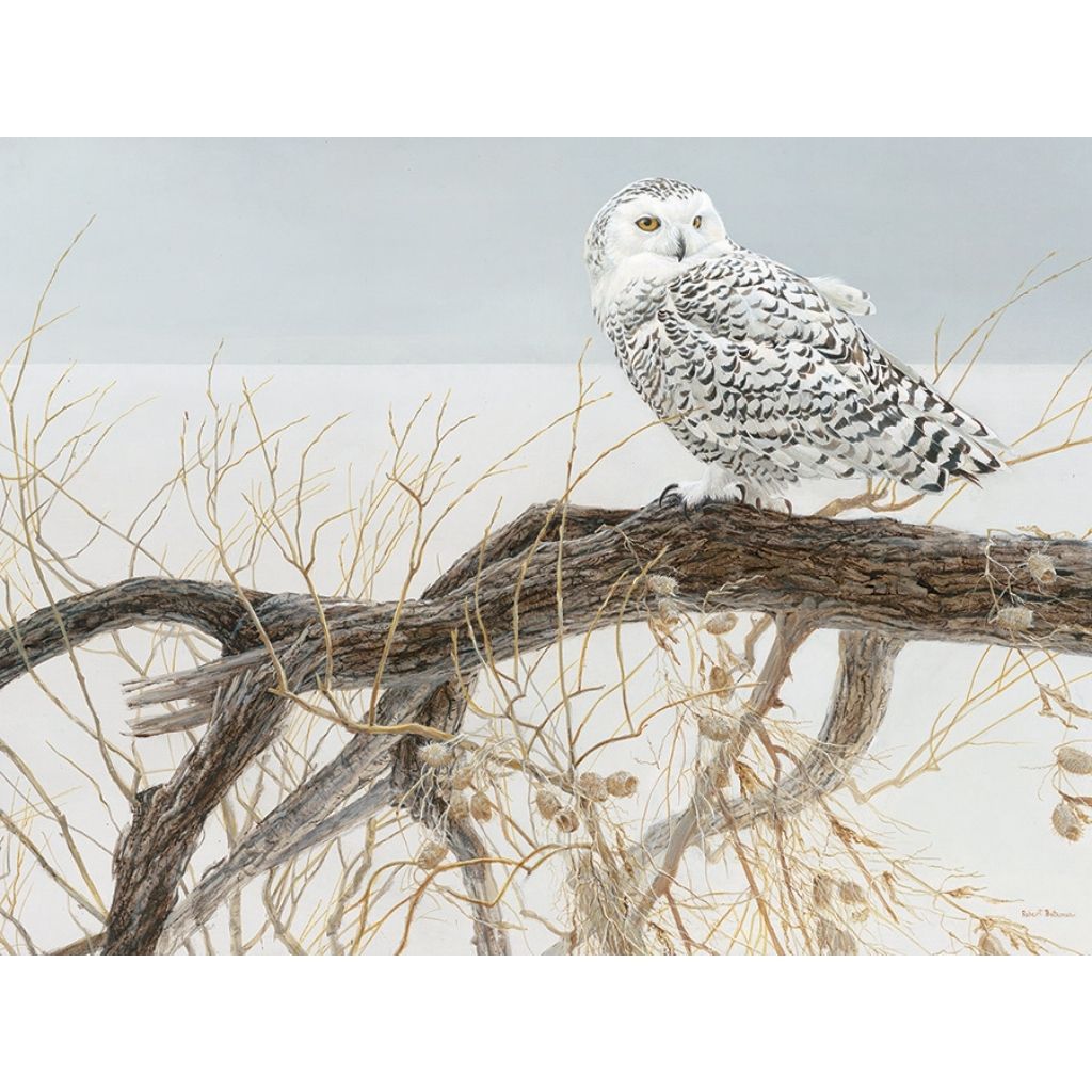 Puzzle: Fallen Willow Snowy Owl-Southern Agriculture