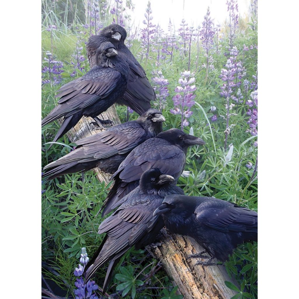 Puzzle: Raven Rendezvous-Southern Agriculture