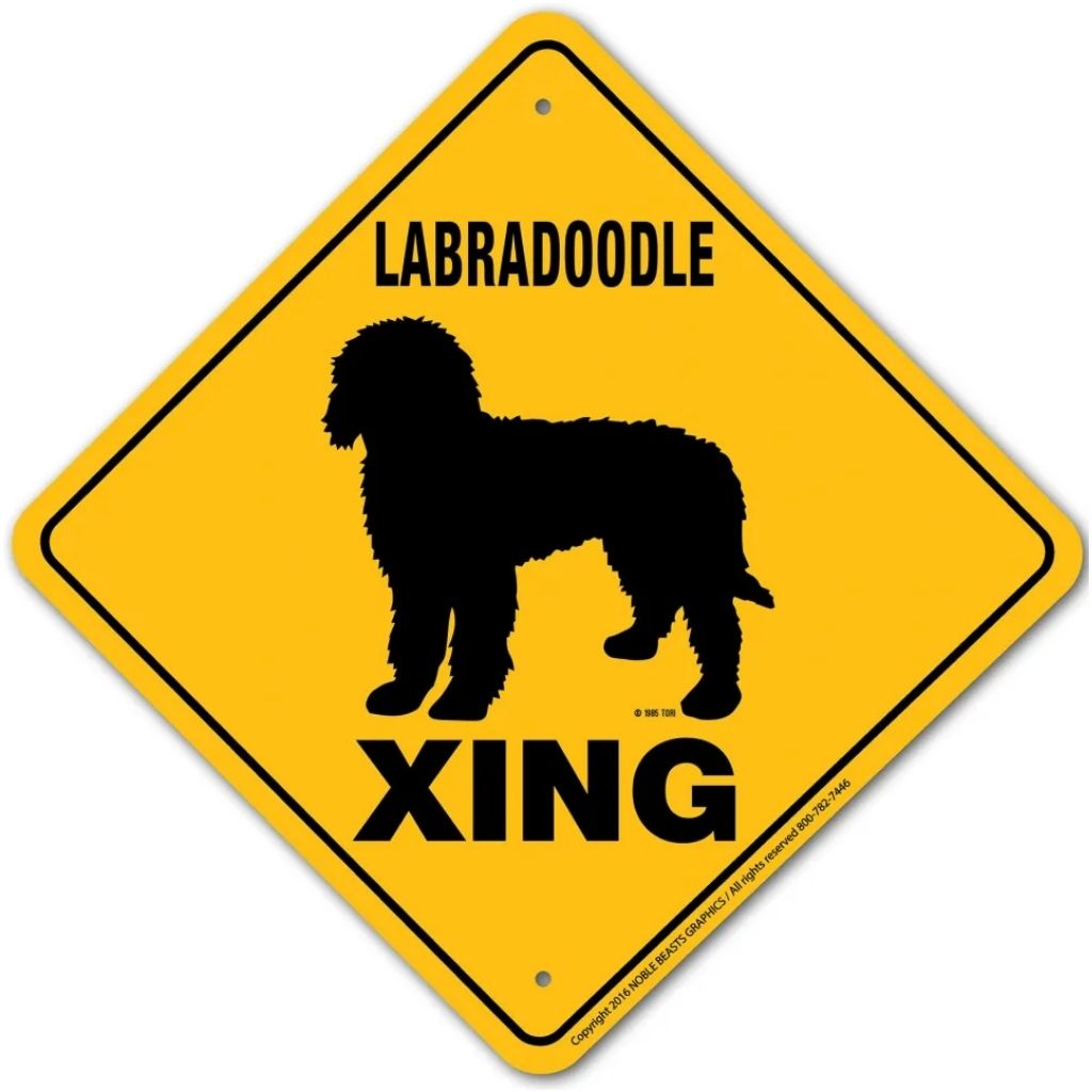 Sign X-ing Labradoodle