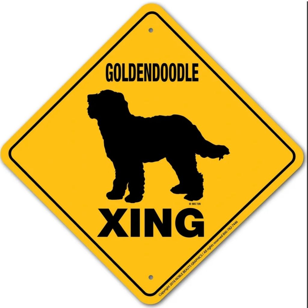 Sign X-ing Goldondoodle
