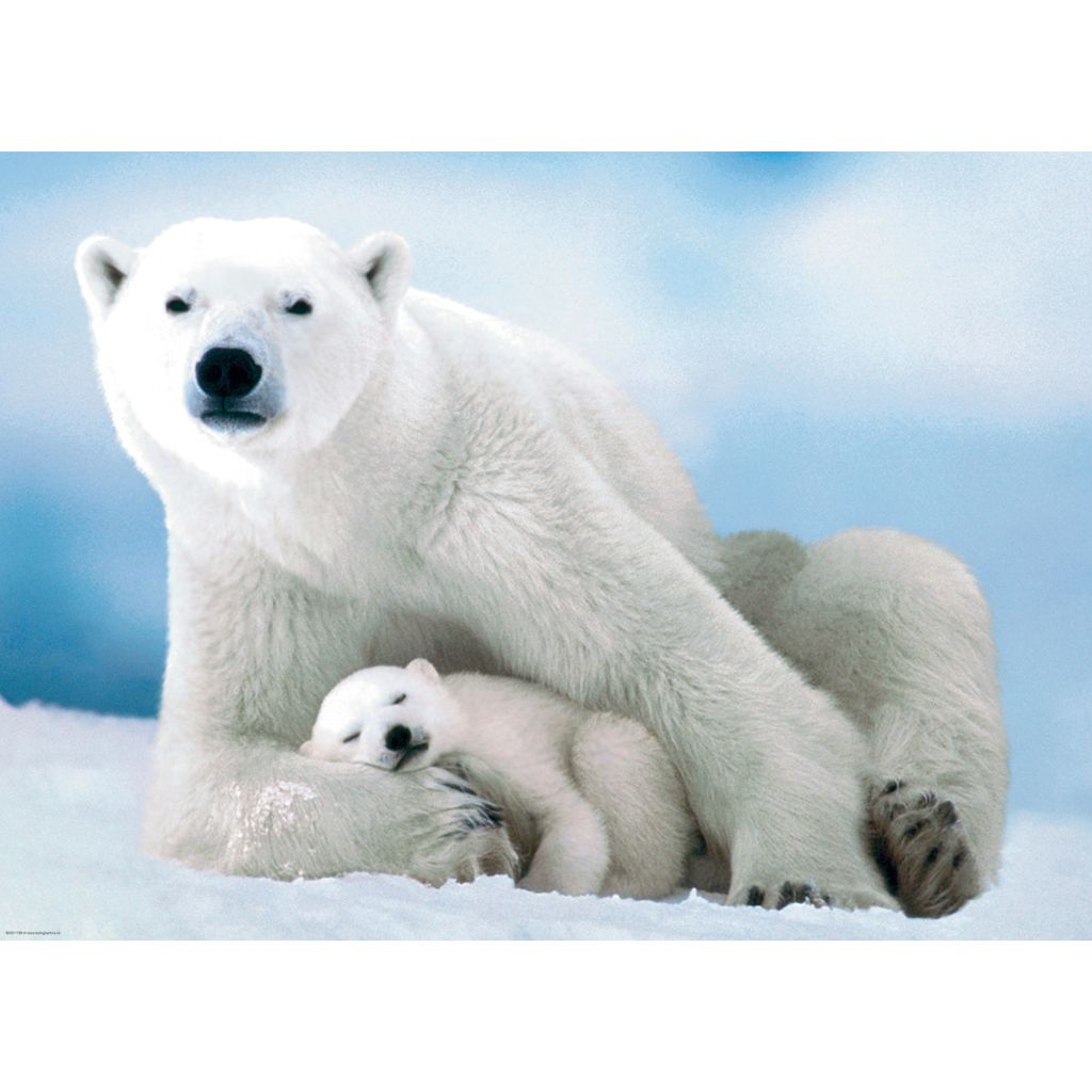 Puzzle Polar Bear and Baby