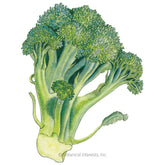Broccoli (classic) Di Cicco Organic