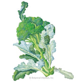 Broccoli (classic) Waltham