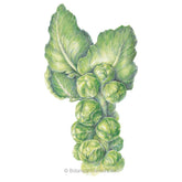 Brussels Sprouts Long Island