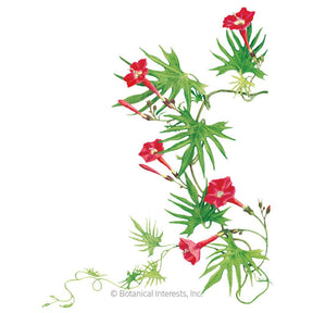 cardinal flower vine seeds Botanical Interests, Inc