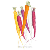 Carrot Carnival Blend Organic