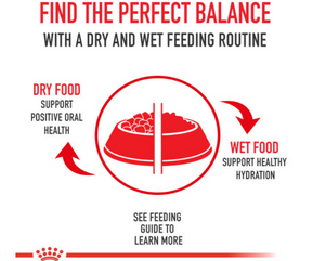 Royal Canin - Fit And Active Dry Cat Food-Southern Agriculture