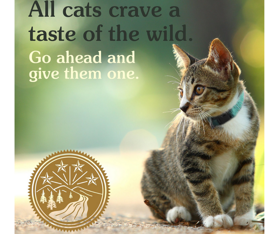 Wild taste cat sales food