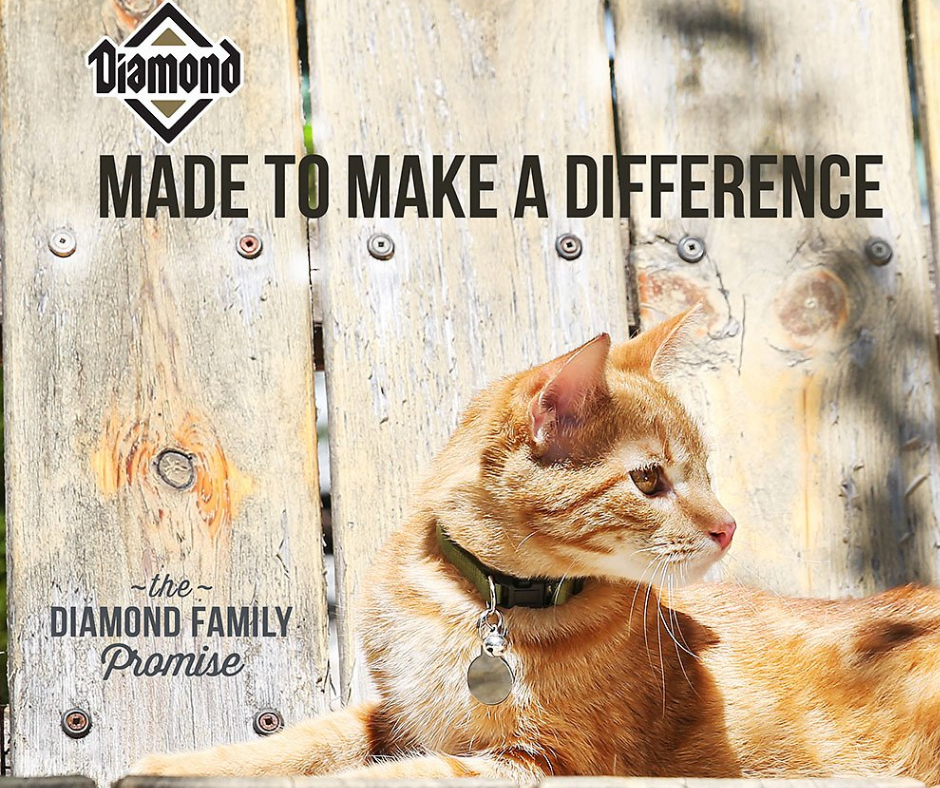 Diamond Maintenance Formula Dry Cat Food - Main Image