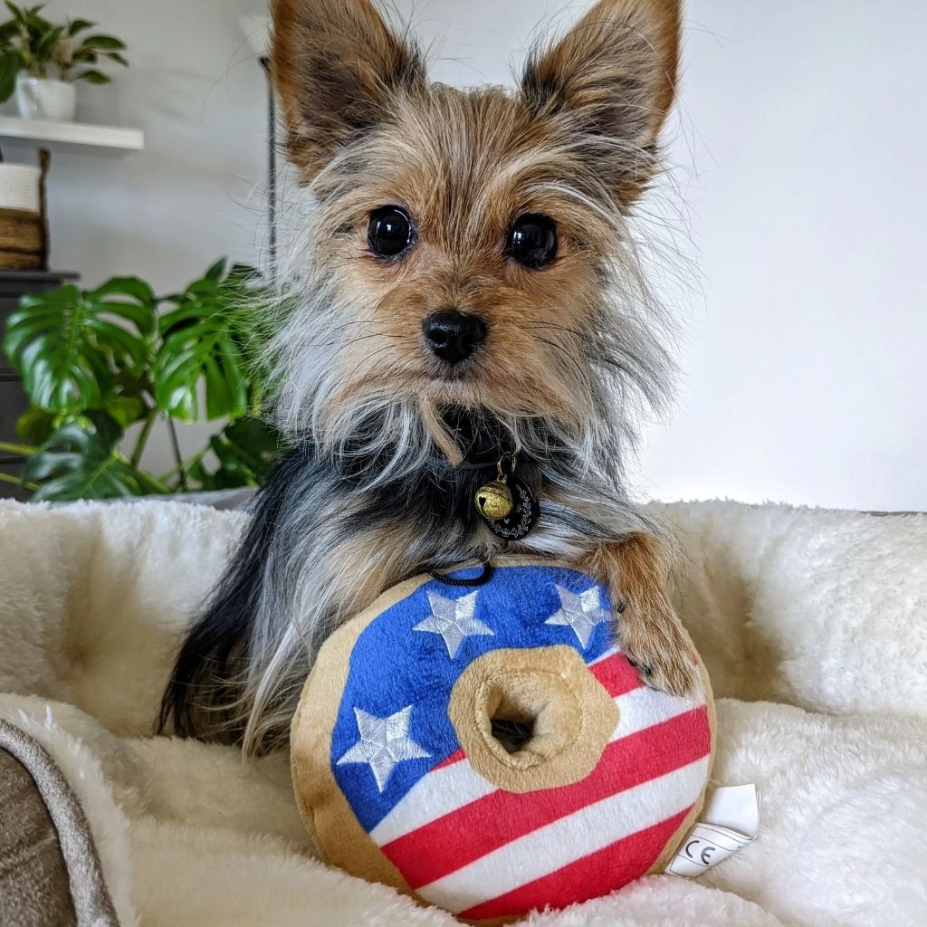 Huxley & Kent - Lulubelles Patriotic Power Plush Dog Toy - Stars & Stripes Donut