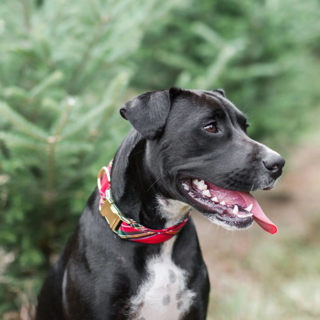 Foggy Dog - Red Tartan Holiday Dog Collar
