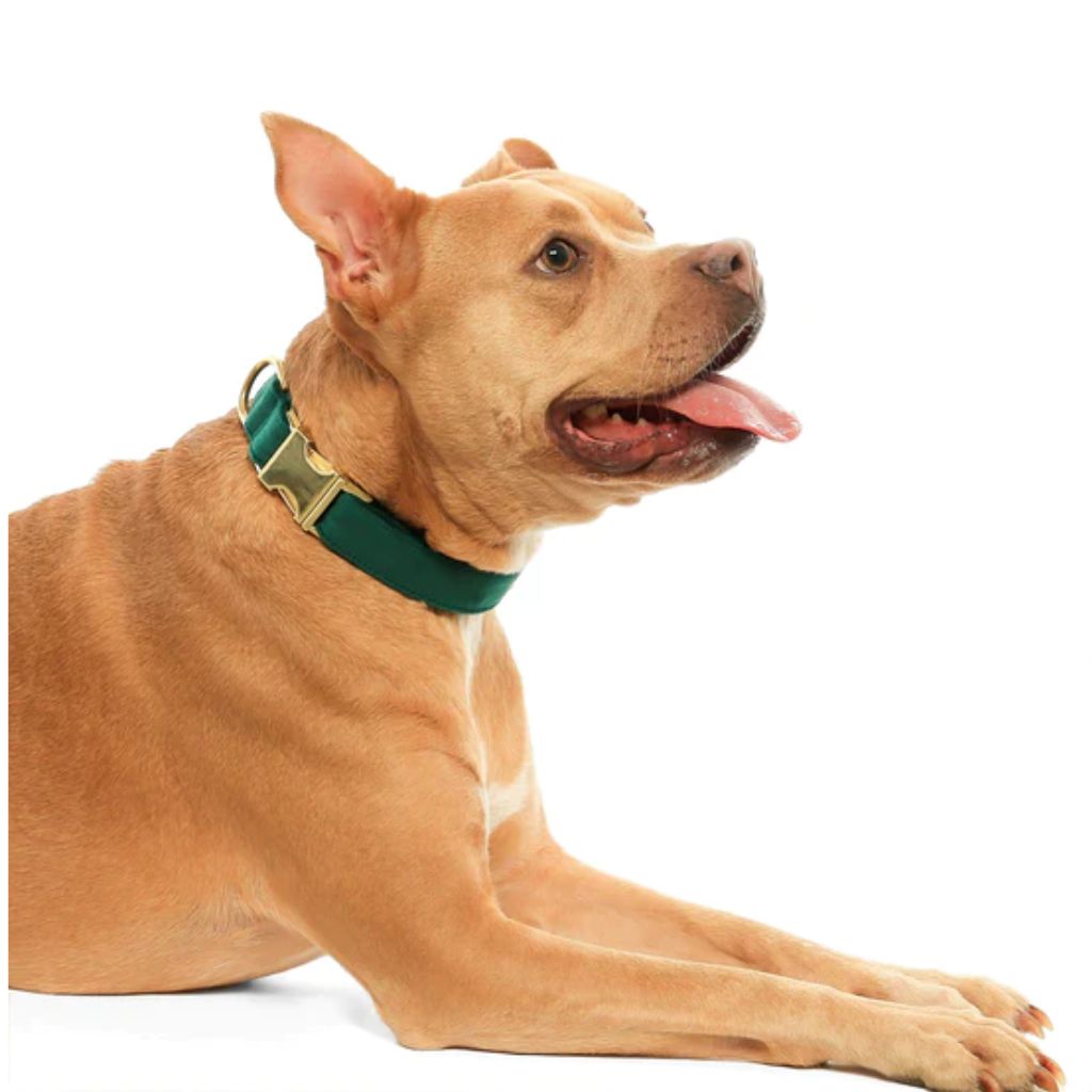Foggy Dog - Dog Collar Evergreen