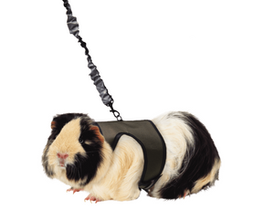 Kaytee Comfort Harness & Stretchy Leash-Southern Agriculture