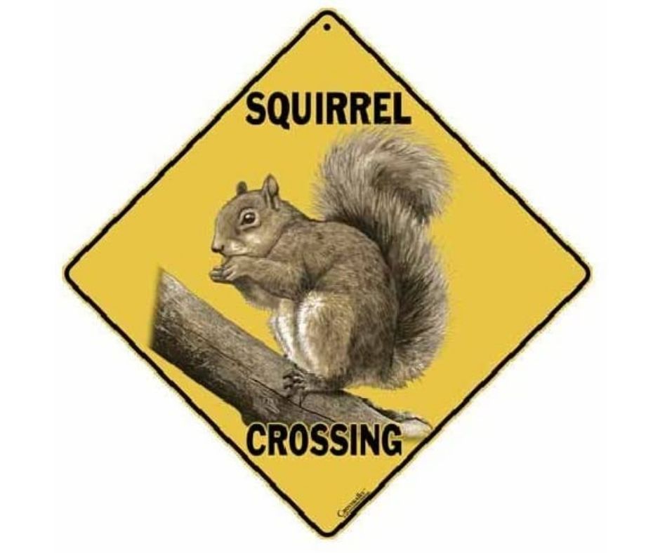 Squirrel Crossing Sign by Crosswalks-Southern Agriculture