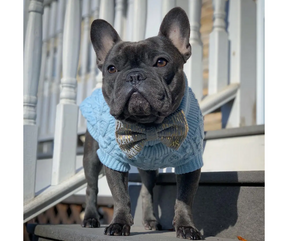Powder Blue Cable Knit Sweater for Dogs-Southern Agriculture