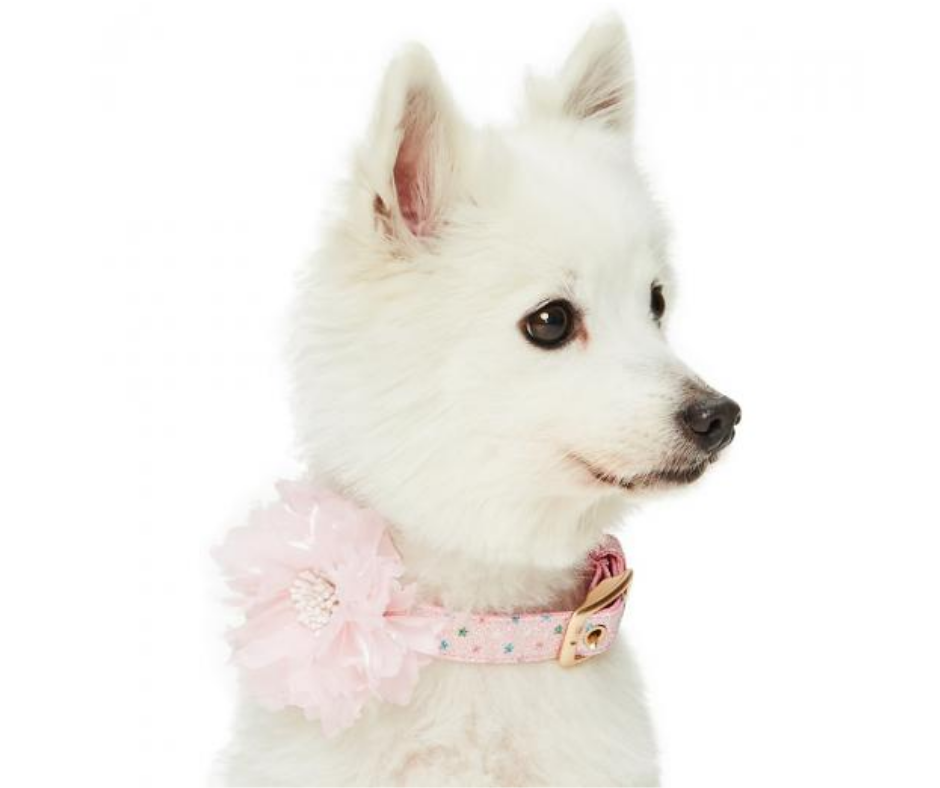 Most Coveted Holo Glitter Dog Collar with Flower Pink Multi Stars-Southern Agriculture