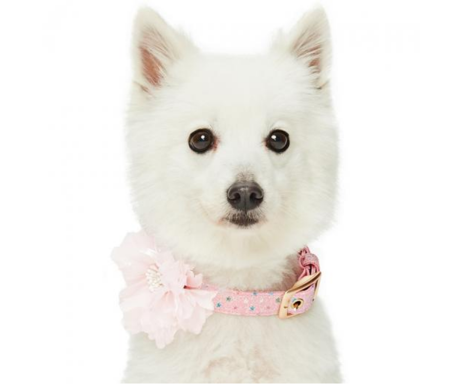 Red Glitter Lips Widget Dog Collar, Bright Pink - Size 20, 1 - Ralphs