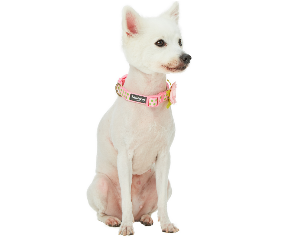 Pink With Green Polka Dot Flocking with Flower Dog Collar-Southern Agriculture