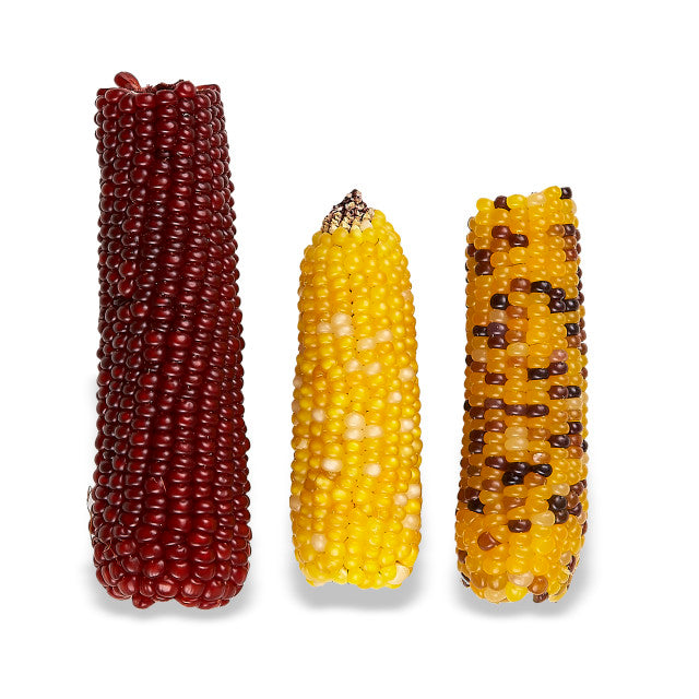 Mini-Pop Ears of Indian Corn for Small Animals