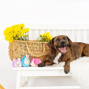 Spring Fling Dog Toy Set Plush 3 Piece