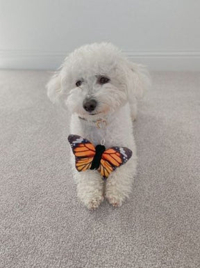 Monarch Butterfly With Squeaker