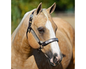 Breyer Ebony Shines & Charlize Quarter Horse Set