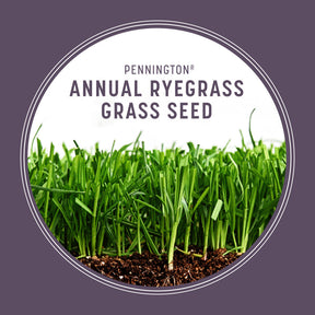 Grass Seed Annual Ryegrass