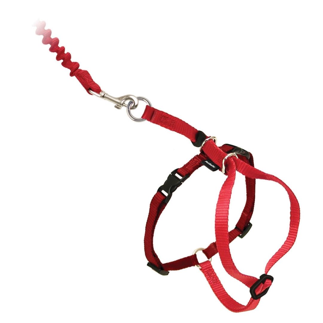 Come With Me Kitty Harness & Bungee Lead-Southern Agriculture