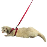 Ferret Harness and Lead-Southern Agriculture