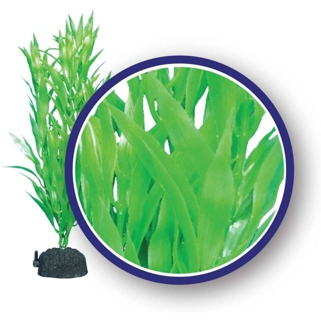 Bamboo Leaf Freshwater Aquarium Plant-Southern Agriculture