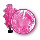 Pink Princess Feather Aquarium Plant-Southern Agriculture