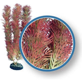 Red Cabomba Aquarium Plant-Southern Agriculture