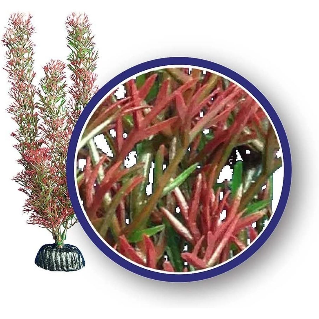 Red Foxtail Aquarium Plant-Southern Agriculture