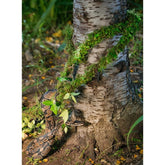 MossVine for Climbing & Hanging-Southern Agriculture
