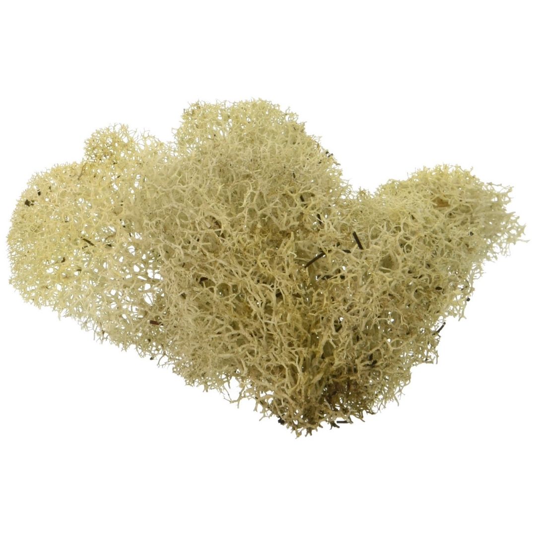 Natural Reindeer Moss-Southern Agriculture