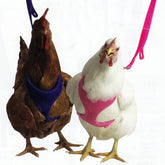 Valhoma - Hen Mesh Harness-Southern Agriculture