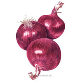Cabernet Bulb Onion Seeds - Organic